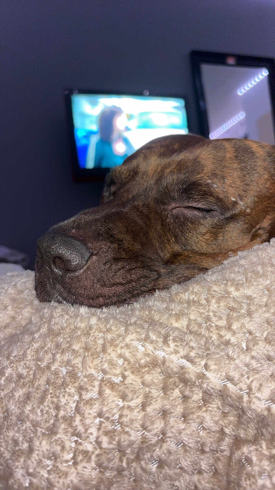 Rio participe au concours pour gagner de l'argent avec cette photo : dog, sleeping, blanket, close_up, brindle, nose, muzzle, fur, indoor, bedroom, tv, television, blurred_background, mirror, led_lights, cozy, resting, pet, bed, portrait