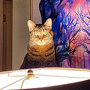 Hercules The King joined the competition — help win amazing prizes! cat, tabby_cat, lamp, indoor, tapestry, colorful, glowing_eyes, portrait, animal, pet, feline, curious, yellow_eyes, light, shadow, decor, wall, doorframe, whiskers, ears