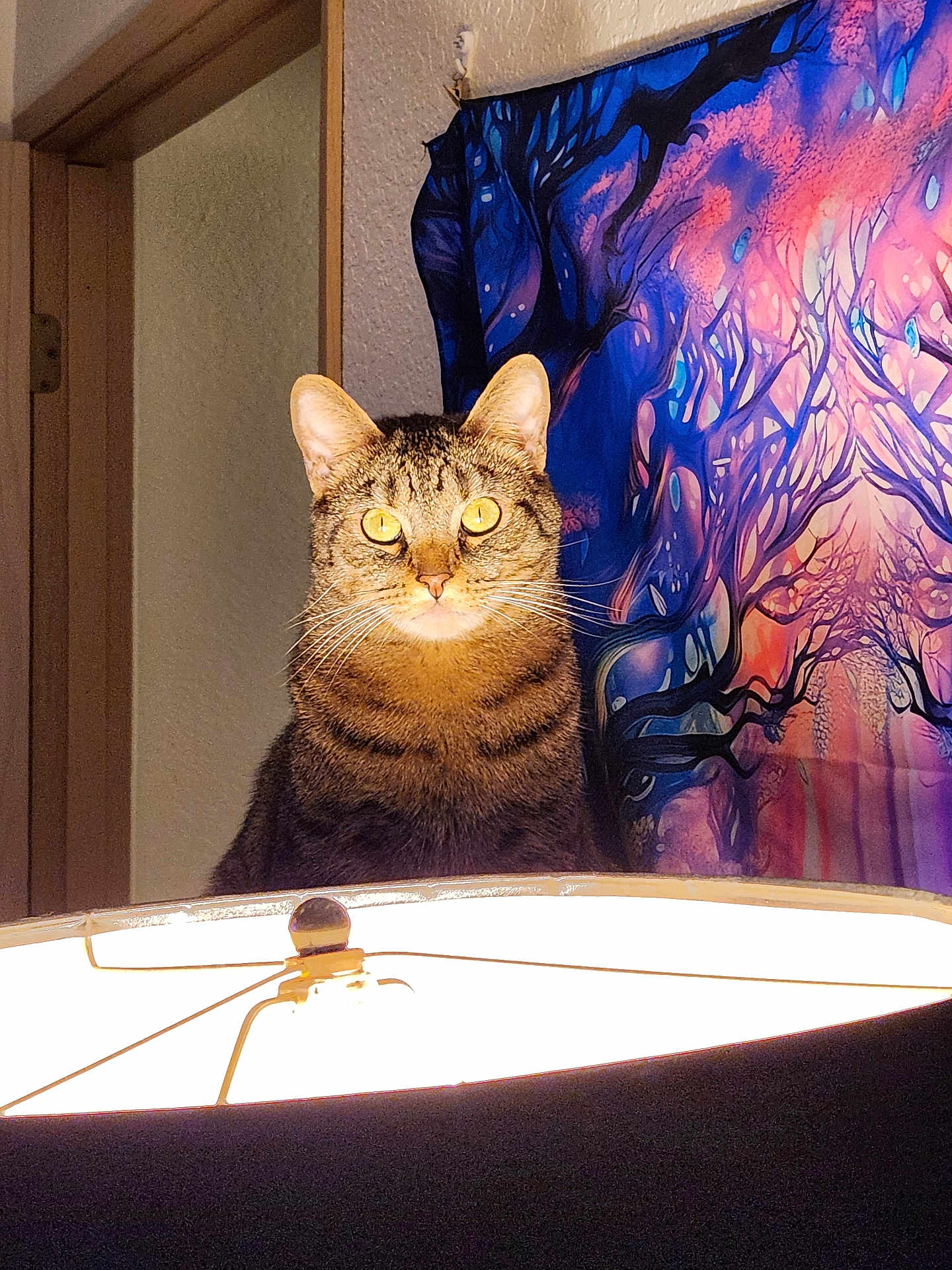 Hercules The King joined the competition — help win amazing prizes! cat, tabby_cat, lamp, indoor, tapestry, colorful, glowing_eyes, portrait, animal, pet, feline, curious, yellow_eyes, light, shadow, decor, wall, doorframe, whiskers, ears