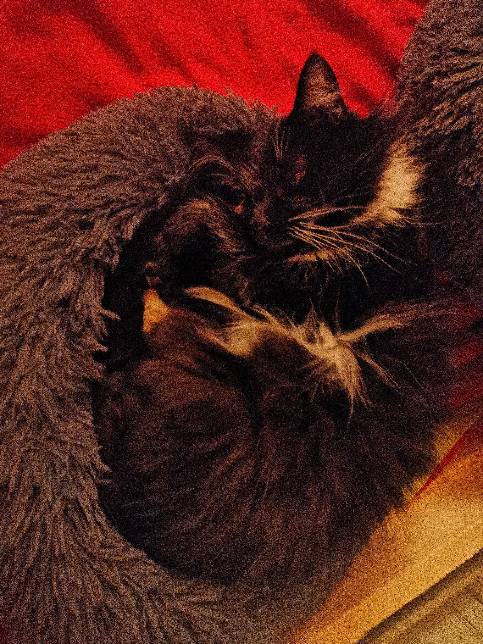 Naro participe au concours pour gagner de l'argent avec cette photo : black_cat, carnivore, cat, claw, comfort, domestic_short_haired_cat, felidae, flooring, fur, hardwood, paw, plank, small_to_medium_sized_cats, snout, tail, varnish, whiskers, wood, wood_flooring, wood_stain