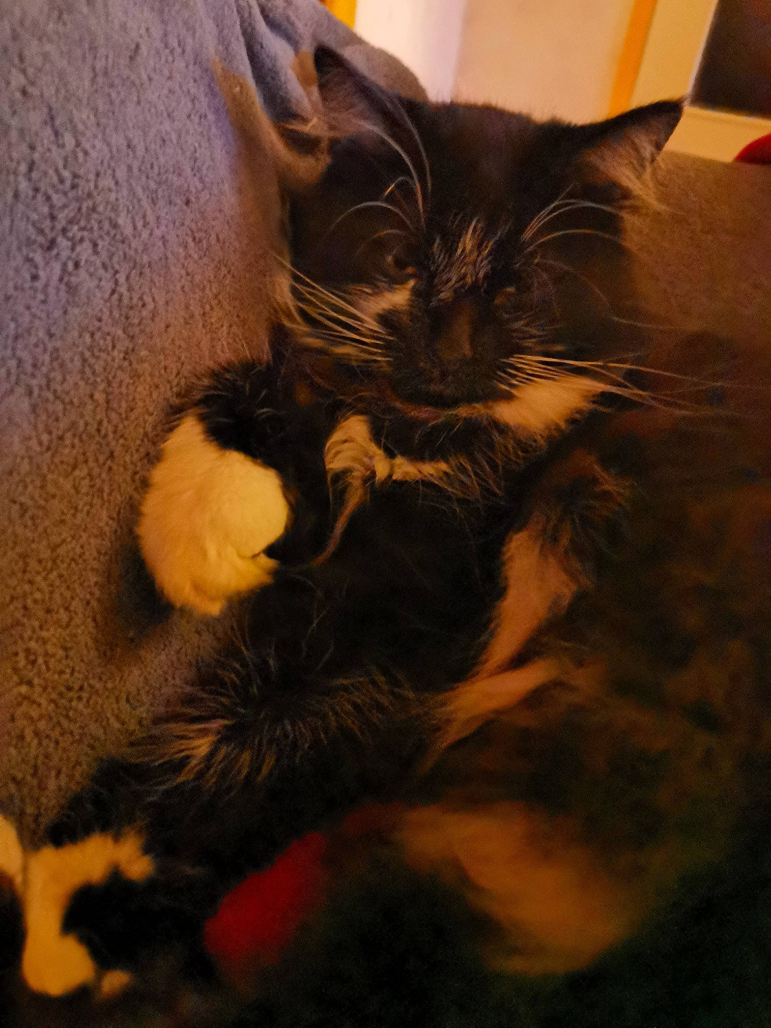 Naro a rejoint le concours — aidez-le/la à gagner de superbes lots ! black_cat, carnivore, cat, cat_supply, claw, comfort, domestic_short_haired_cat, fawn, felidae, fur, nap, paw, plant, shadow, small_to_medium_sized_cats, snout, tail, tints_and_shades, whiskers