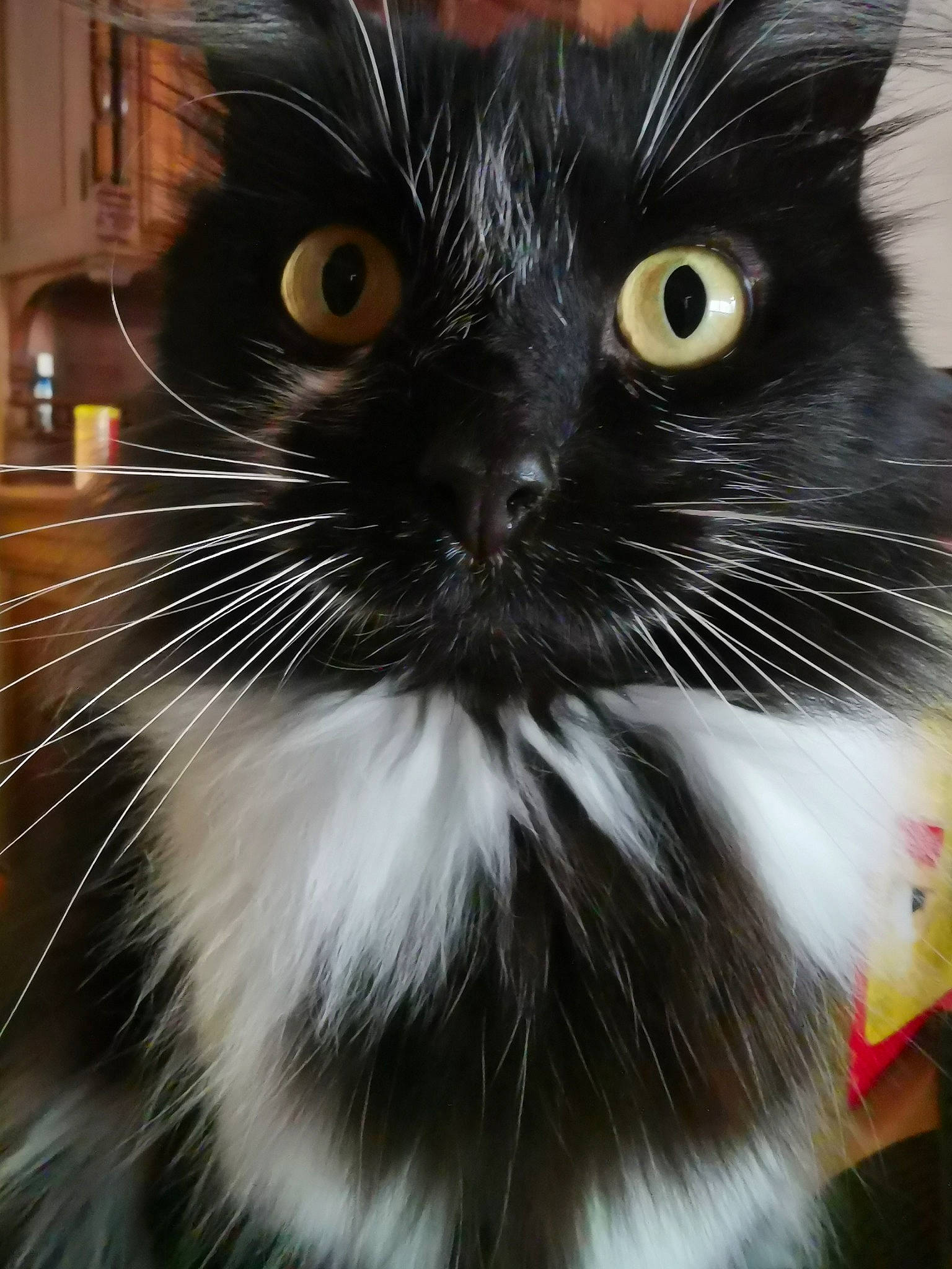 Naro participe au concours pour gagner de l'argent avec cette photo : black_cat, carnivore, cat, claw, domestic_short_haired_cat, eye, felidae, fur, iris, monochrome_photography, small_to_medium_sized_cats, snout, terrestrial_animal, whiskers, window