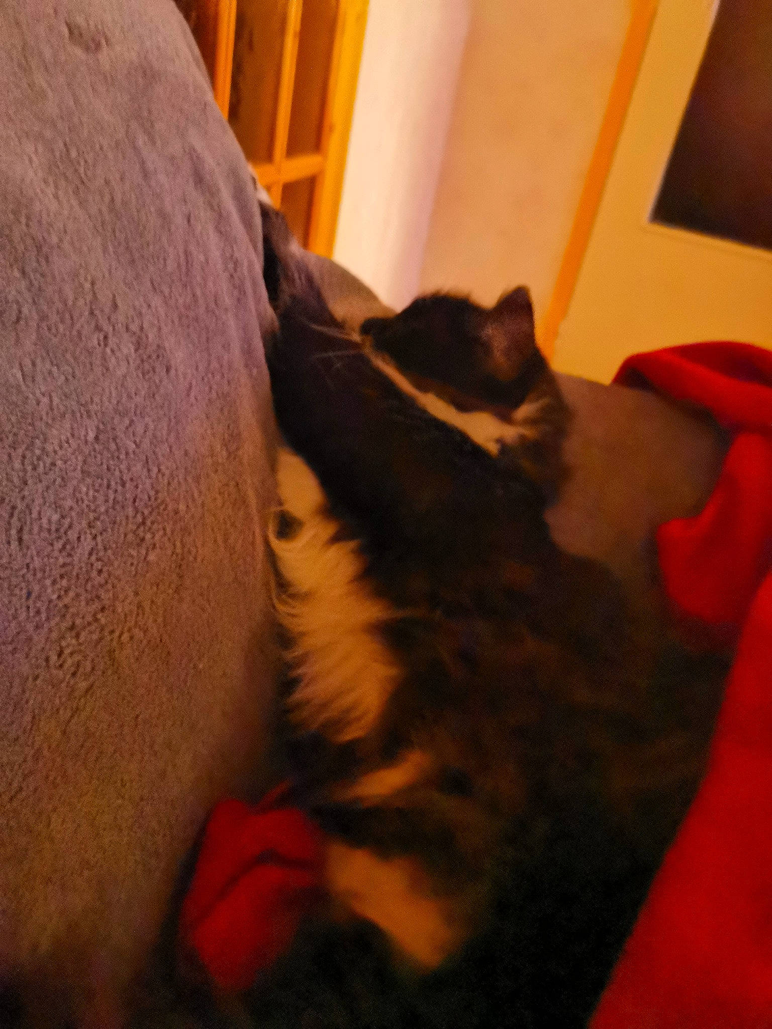 Naro participe au concours pour gagner de l'argent avec cette photo : bed, carnivore, cat, comfort, elbow, fawn, felidae, flooring, fur, gesture, human_leg, leg, orange, small_to_medium_sized_cats, tail, thigh, tints_and_shades, whiskers, wood, wrist