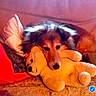 dog, stuffed_animal, plush_toy, couch, pillow, blanket, indoor, cozy, resting, brown_dog, fur, pet, animal, cute, comfort, relaxation, soft, warm, snuggle, sleepy