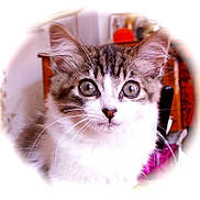 Merkior a rejoint le concours — aidez-le/la à gagner de superbes lots ! kitten, cat, fur, whiskers, eyes, pet, animal, cute, indoor, closeup, portrait, feline, young, curious, soft_focus, vignette, domestic, tabby, face, ears