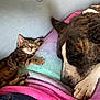 animal, bed, bedroom, blanket, canine, cat, couch, cushion, dog, face, furniture, head, homedecor, indoors, kitten, person, pet, puppy, room, sleeping