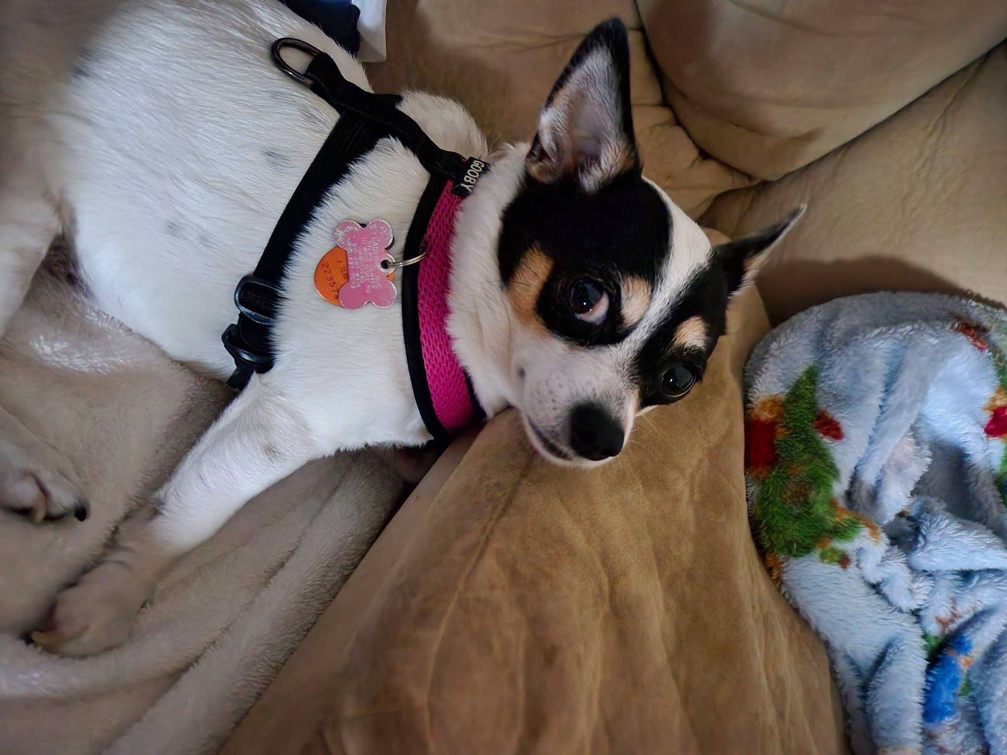 Ladybug is registered to the contest to win money with this photo: canidae, carmine, carnivore, collar, comfort, companion_dog, dog, dog_breed, dog_collar, dog_supply, fashion_accessory, fawn, fur, leash, linens, non_sporting_group, snout, sporting_group, toy_dog, working_animal