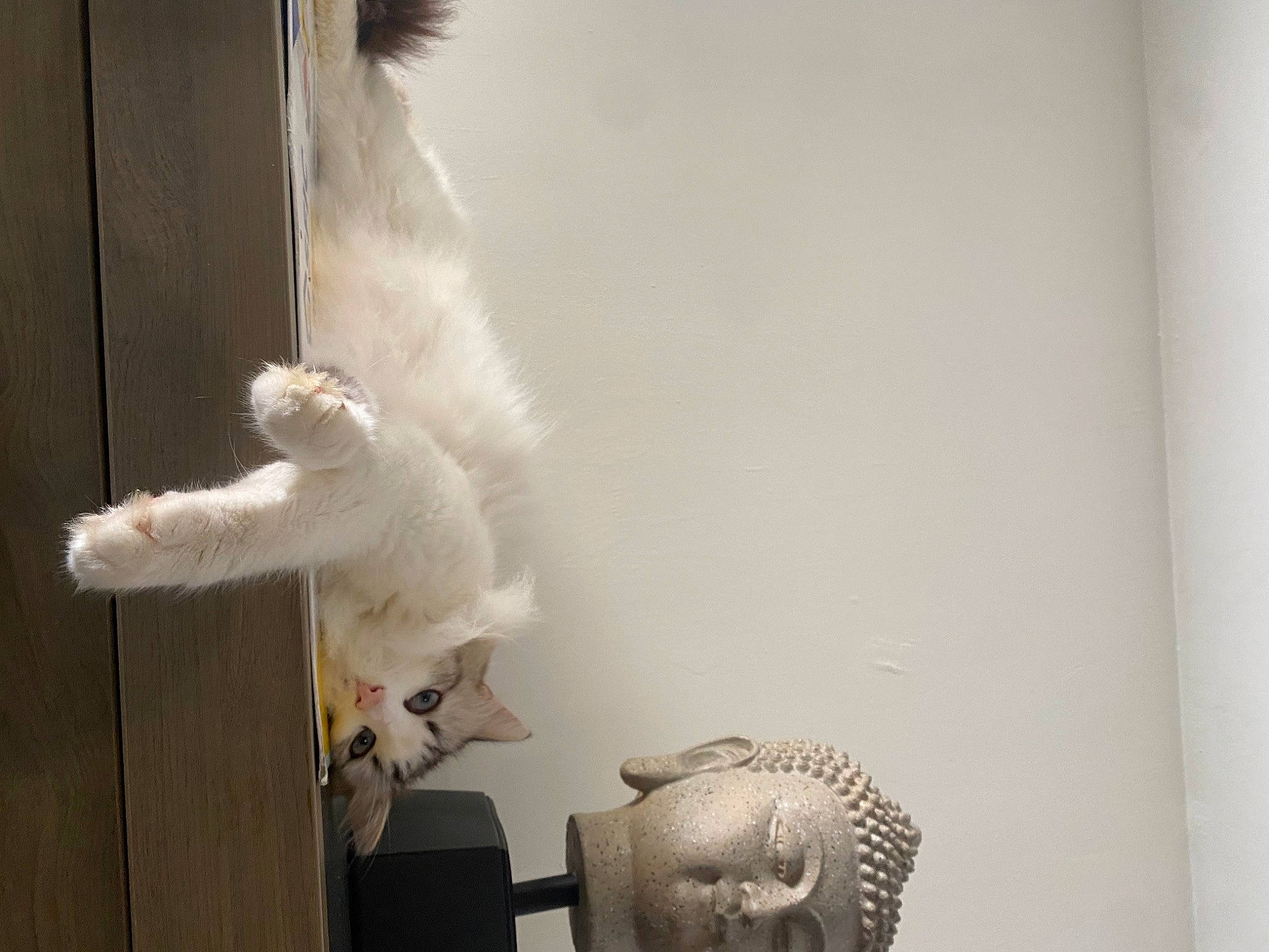 Shadow a rejoint le concours — aidez-le/la à gagner de superbes lots ! art, cat, claw, companion_dog, domestic_short_haired_cat, felidae, flooring, fur, metal, paw, plaster, room, sculpture, small_to_medium_sized_cats, tail, visual_arts, whiskers, wood