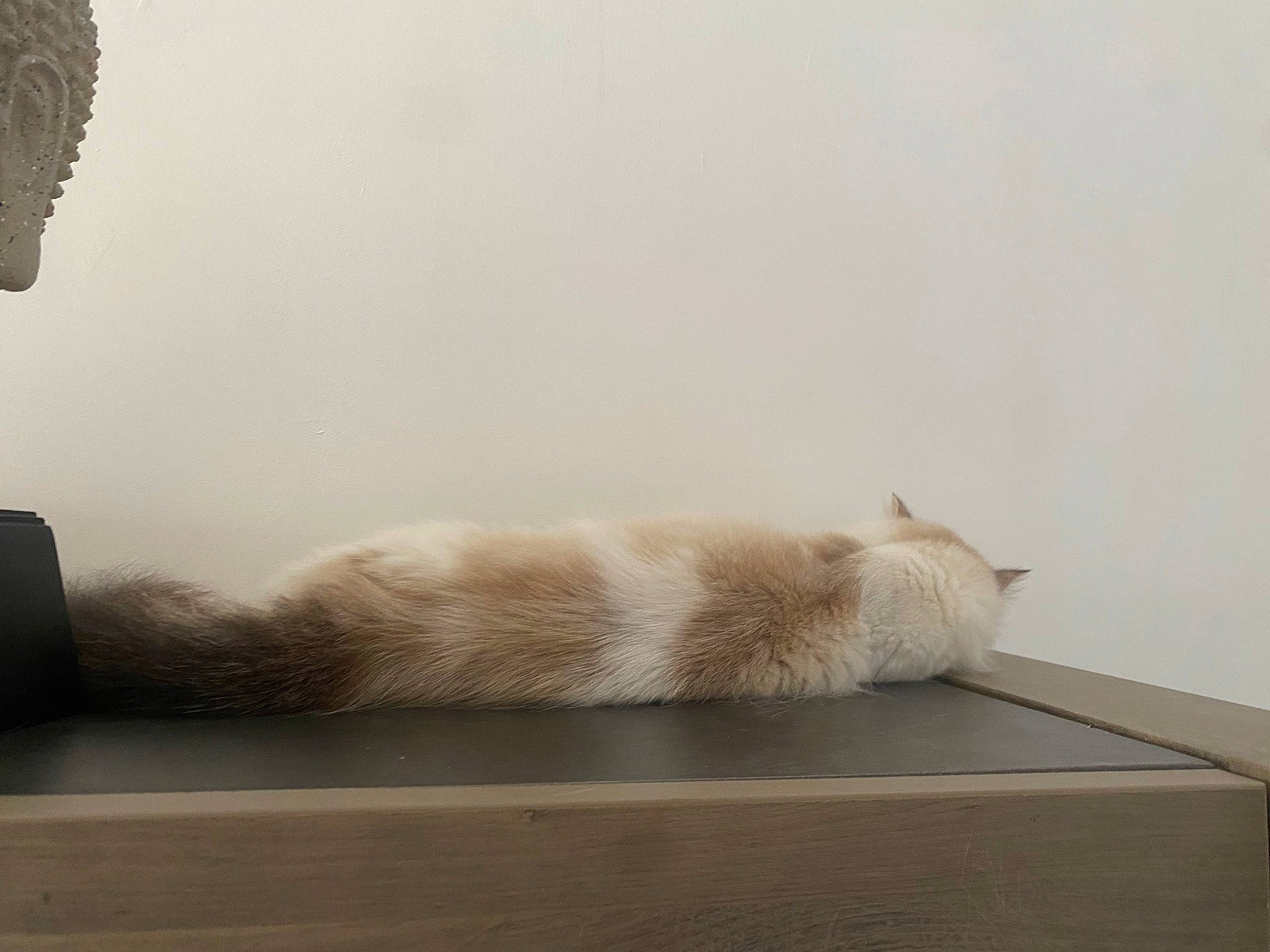 Shadow participe au concours pour gagner de l'argent avec cette photo : carnivore, cat, comfort, domestic_short_haired_cat, felidae, flooring, foot, fur, grey, hardwood, linens, paw, plywood, room, small_to_medium_sized_cats, snout, table, tail, whiskers, wood