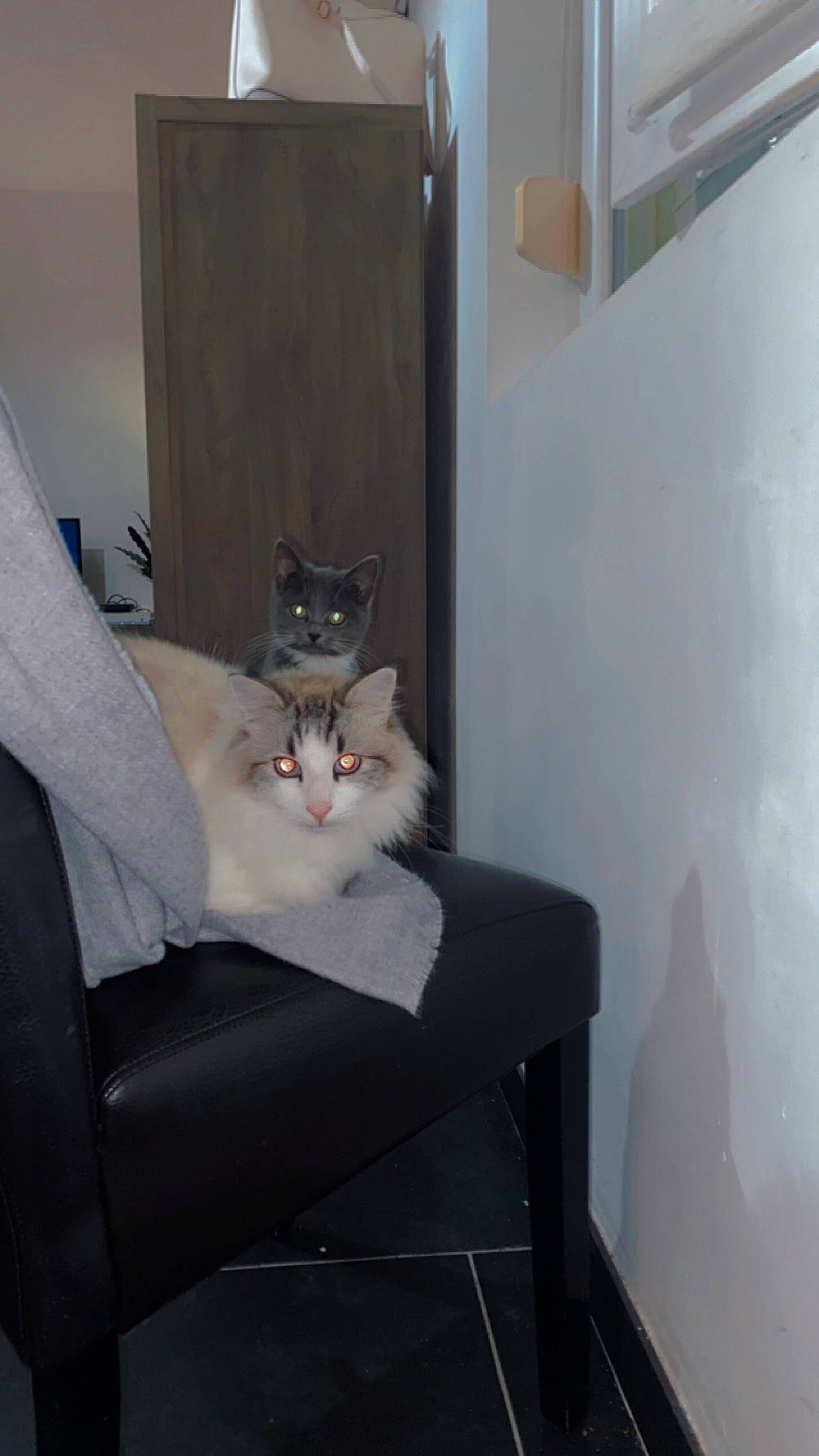 Shadow participe au concours pour gagner de l'argent avec cette photo : box, carnivore, cat, cat_supply, chair, comfort, couch, domestic_short_haired_cat, felidae, fur, grey, hardwood, room, shelving, sitting, small_to_medium_sized_cats, tail, whiskers, window, wood