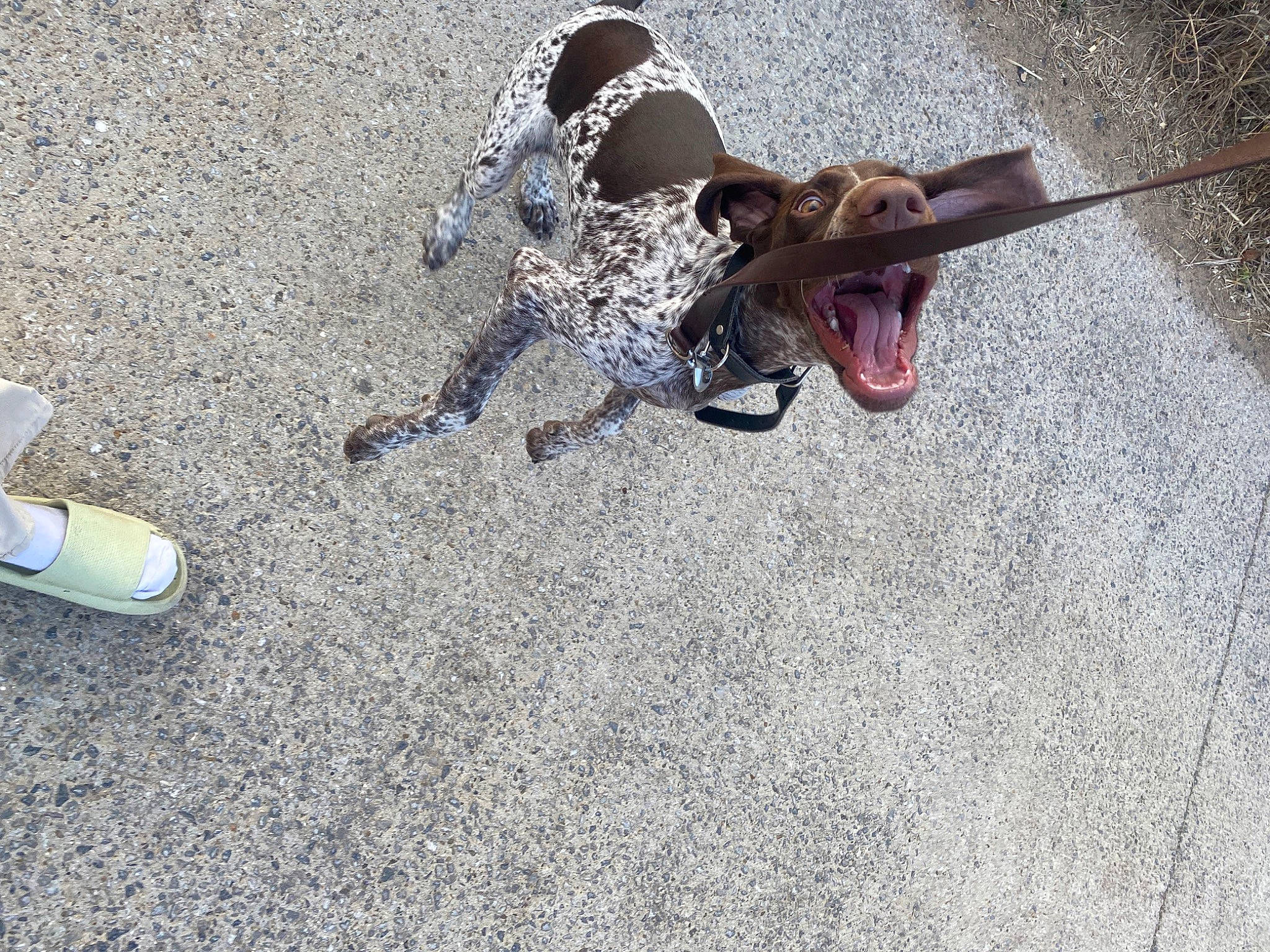 Orane a rejoint le concours — aidez-le/la à gagner de superbes lots ! asphalt, city, claw, concrete, fashion_accessory, flooring, grass, pest, reptile, road_surface, sand, scaled_reptile, shadow, sidewalk, soil, tar, terrestrial_animal, wood