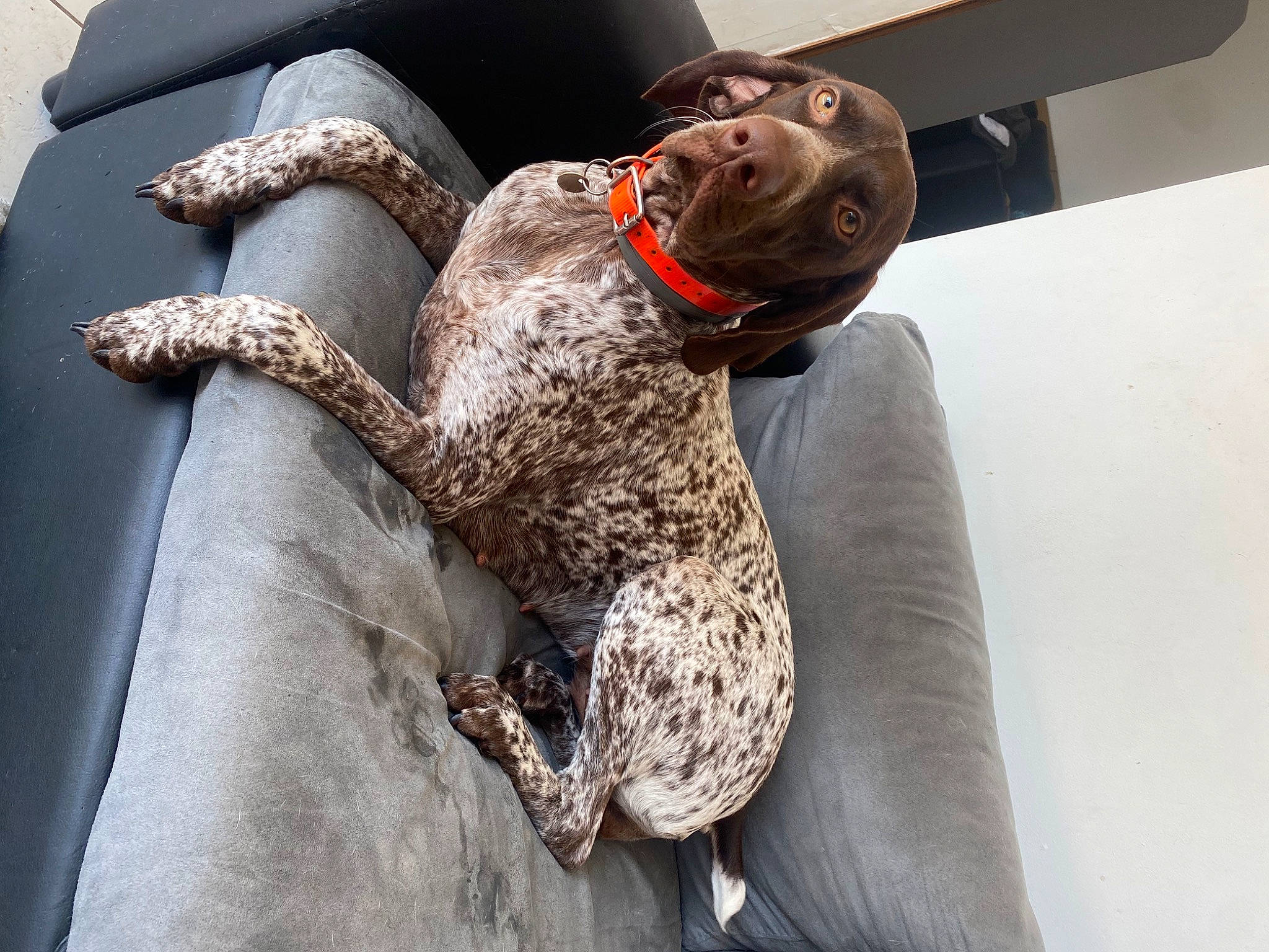 Orane participe au concours pour gagner de l'argent avec cette photo : art, beak, canidae, carnivore, elbow, fur, grey, jaguar, metal, rope_rhythmic_gymnastics, sculpture, snout, sporting_group, tail, terrestrial_animal, toy, visual_arts, wood