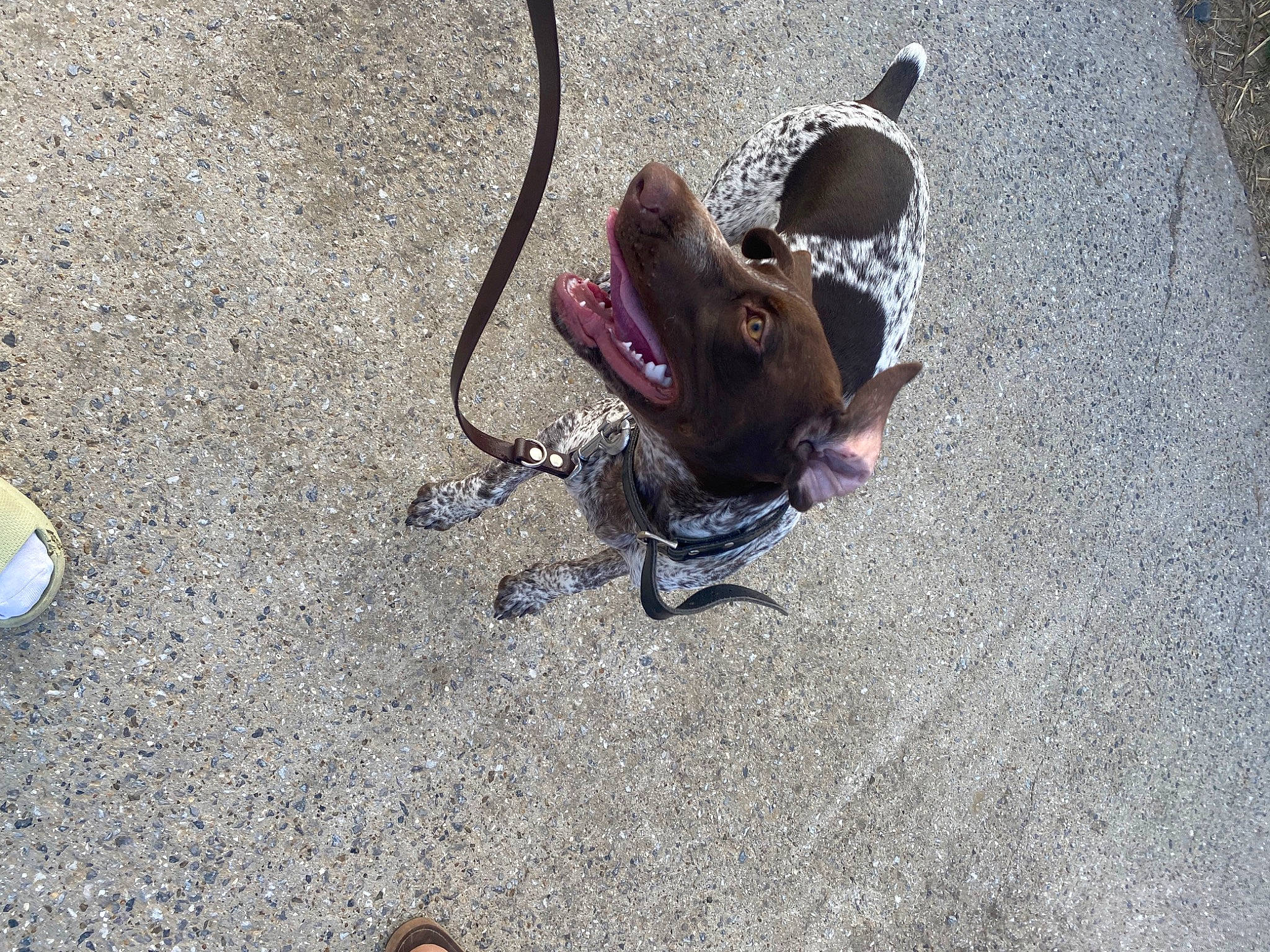 Orane a rejoint le concours — aidez-le/la à gagner de superbes lots ! asphalt, automotive_tire, carmine, carnivore, city, claw, concrete, dog_breed, fashion_accessory, foot, leash, paw, road_surface, sand, shadow, sidewalk, sitting, soil, tail, tar