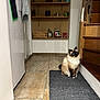 cat, pet, indoor, sitting, long_fur, blue_eyes, doormat, tile_floor, wooden_stairs, shelf, pantry, food_jars, basket, water_bottle, teapot, cozy, home_interior, portrait, curious, fluffy