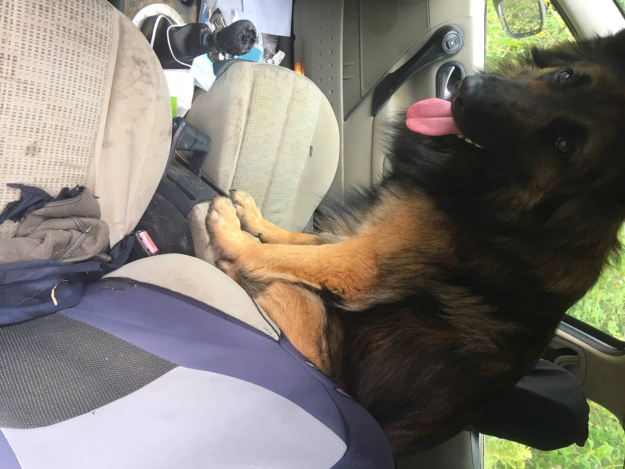 Texas a rejoint le concours — aidez-le/la à gagner de superbes lots ! auto_part, automotive_design, automotive_exterior, car, car_seat, car_seat_cover, carnivore, comfort, companion_dog, dog, dog_breed, family_car, head_restraint, motor_vehicle, snout, sporting_group, steering_wheel, vehicle, vehicle_door, windshield