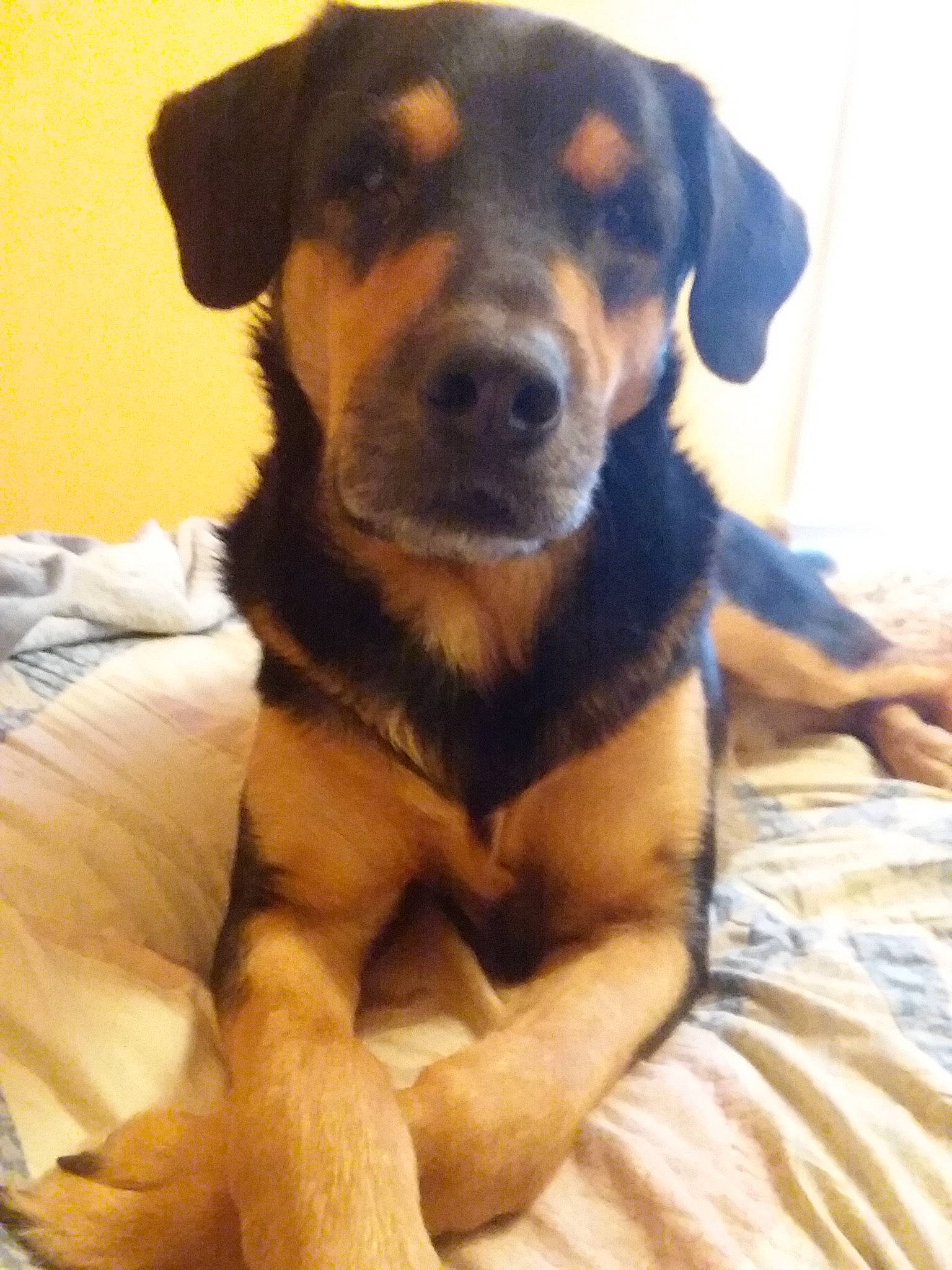 Hobbs joined the competition — help win amazing prizes! beagador, black_and_tan_terrier, canidae, carlin_pinscher, carnivore, companion_dog, dog, dog_breed, fawn, huntaway, mammal, puppy, rare_breed_dog, rottweiler, sporting_group, vertebrate