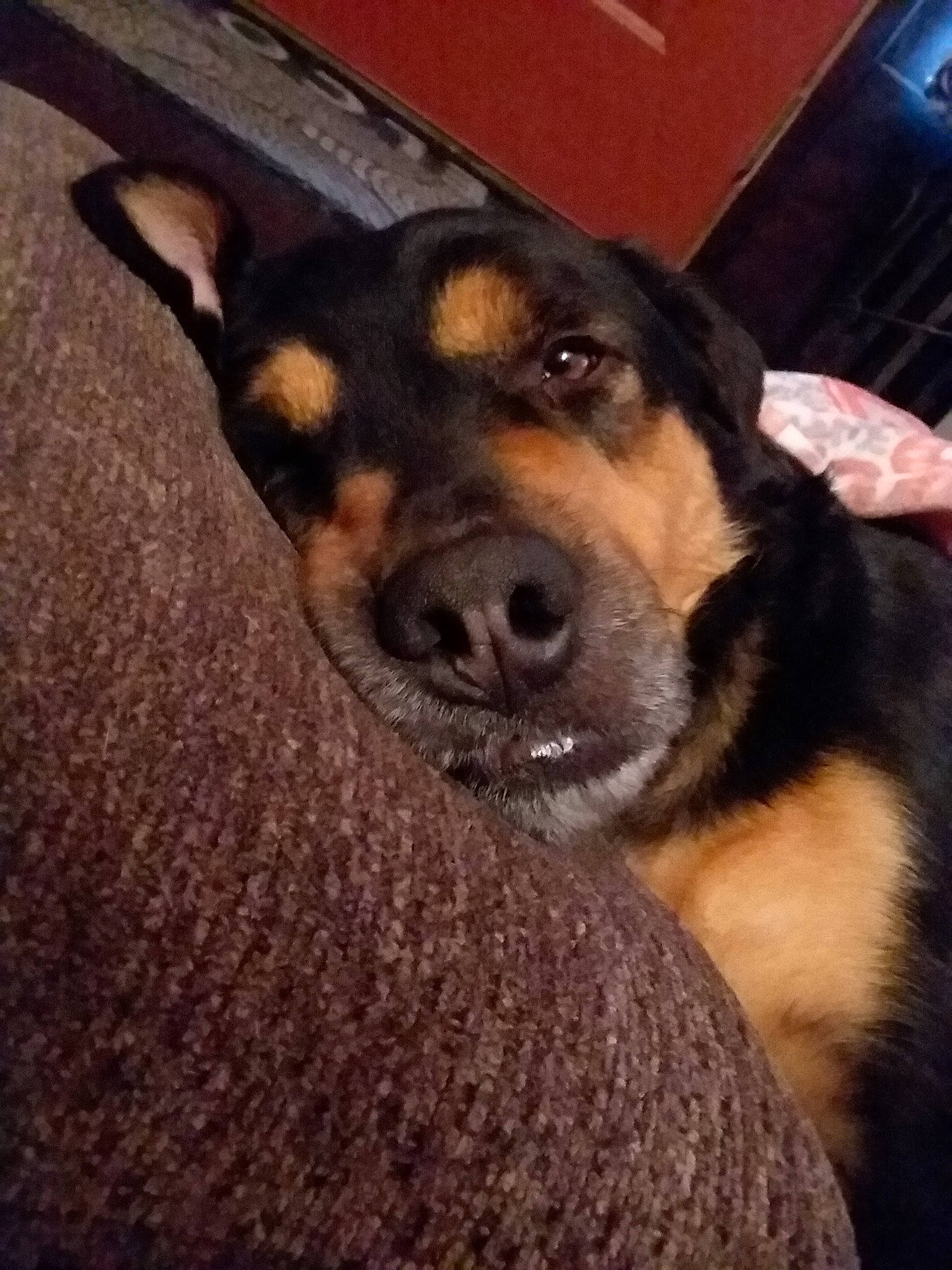 Hobbs is registered to the contest to win money with this photo: canidae, carnivore, dog, dog_breed, huntaway, mammal, nose, rottweiler, snout, vertebrate, whiskers