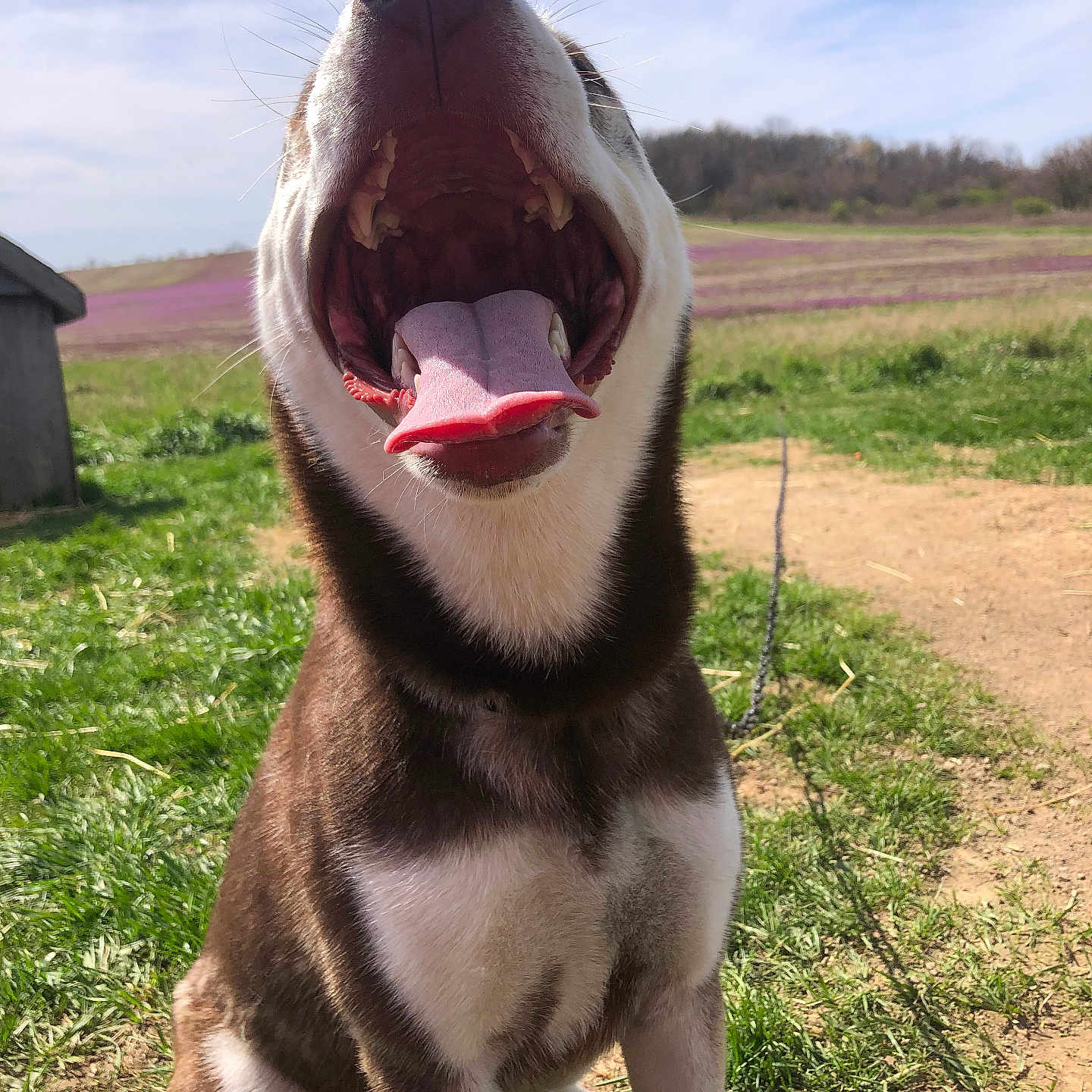 Lola is registered to the contest to win money with this photo: animal, canine, closeup, daytime, dog, field, fur, grass, happy, nature, nose, open_mouth, outdoor, pet, playful, sitting, sky, smile, sunlight, tongue