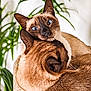 Princesse a rejoint le concours — aidez-le/la à gagner de superbes lots ! cat, siamese_cat, pets, feline, snuggling, cozy, indoor, close_up, fur, ears, whiskers, face, animal, resting, cute, companion, greenery, plant, soft_light, portrait