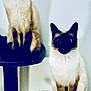 cat, siamese_cat, animal, pet, feline, indoor, cat_tree, sitting, blue_eyes, shadow, fur, whiskers, ears, cute, two_cats, looking, portrait, domestic_animal, playful, companion