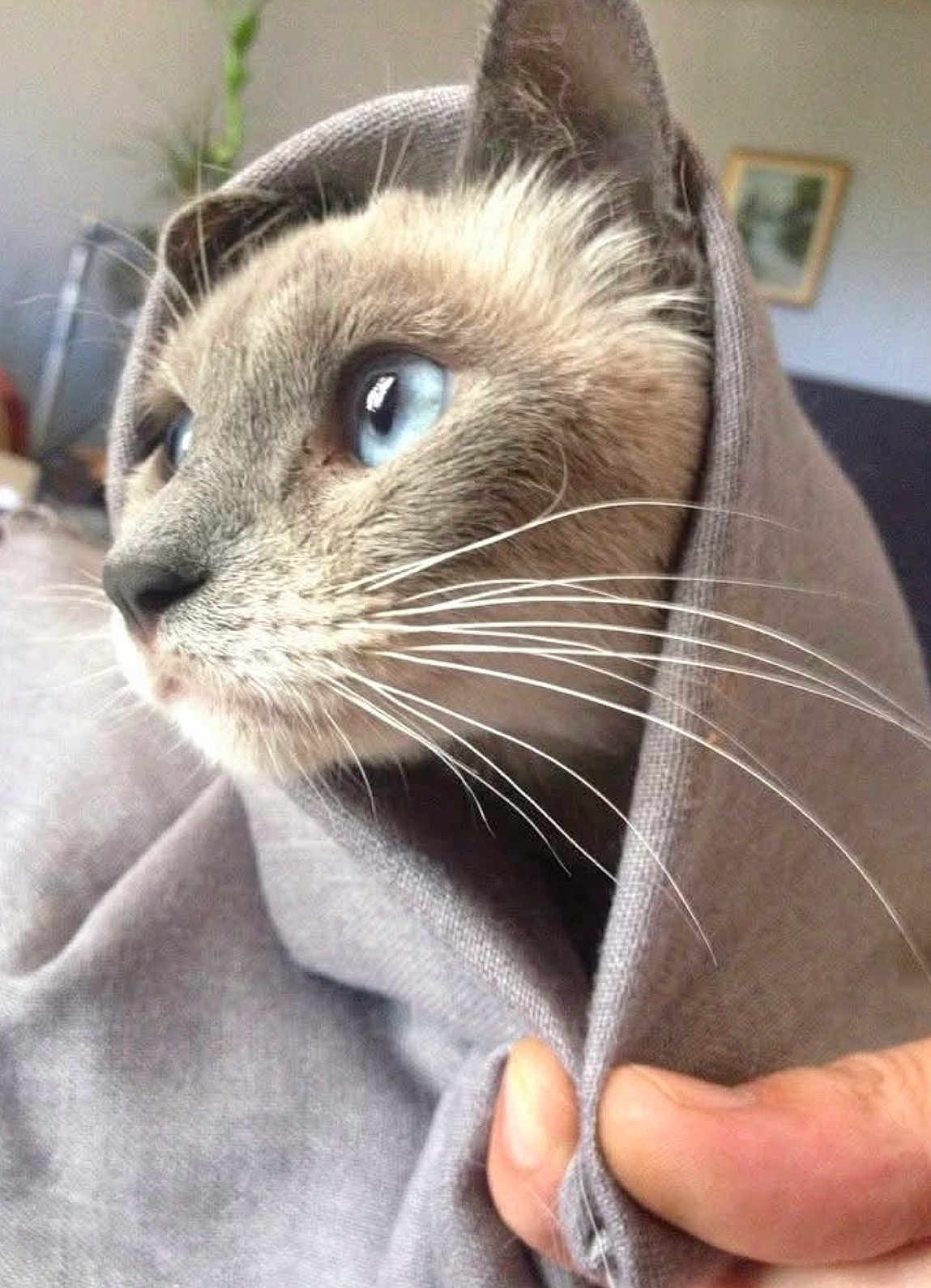 Princesse