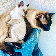 Princesse a rejoint le concours — aidez-le/la à gagner de superbes lots ! cat, kitten, siamese_cat, feline, pets, snuggling, blue_eyes, fur, cozy, resting, blanket, indoor, animal, cute, companionship, relaxation, soft_texture, mammal, pair, sleeping