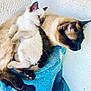 cat, kitten, siamese_cat, feline, pets, snuggling, blue_eyes, fur, cozy, resting, blanket, indoor, animal, cute, companionship, relaxation, soft_texture, mammal, pair, sleeping