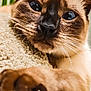 Princesse participe au concours pour gagner de l'argent avec cette photo : cat, siamese, close_up, paw, blue_eyes, fur, whiskers, knitted_surface, curious, pet, animal, indoor, relaxed, soft_texture, mammal, feline, portrait, cute, house_pet, stretching