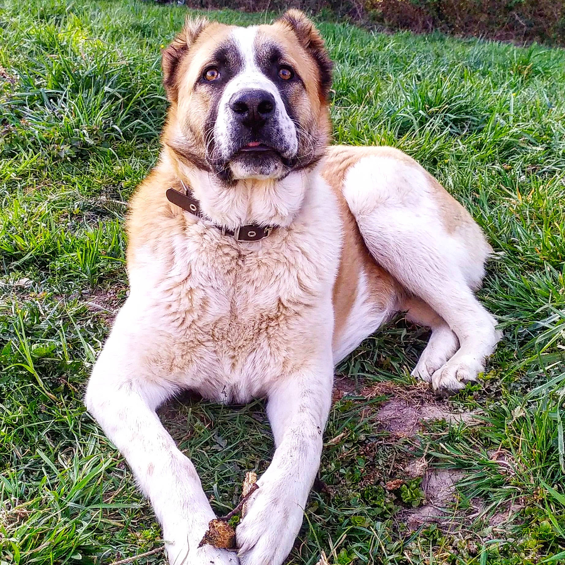 Pamir a rejoint le concours — aidez-le/la à gagner de superbes lots ! ancient_dog_breeds, carnivore, collar, companion_dog, dog, dog_breed, dog_collar, fawn, grass, groundcover, liver, non_sporting_group, plant, sporting_group, tree, working_animal, working_dog, wrinkle