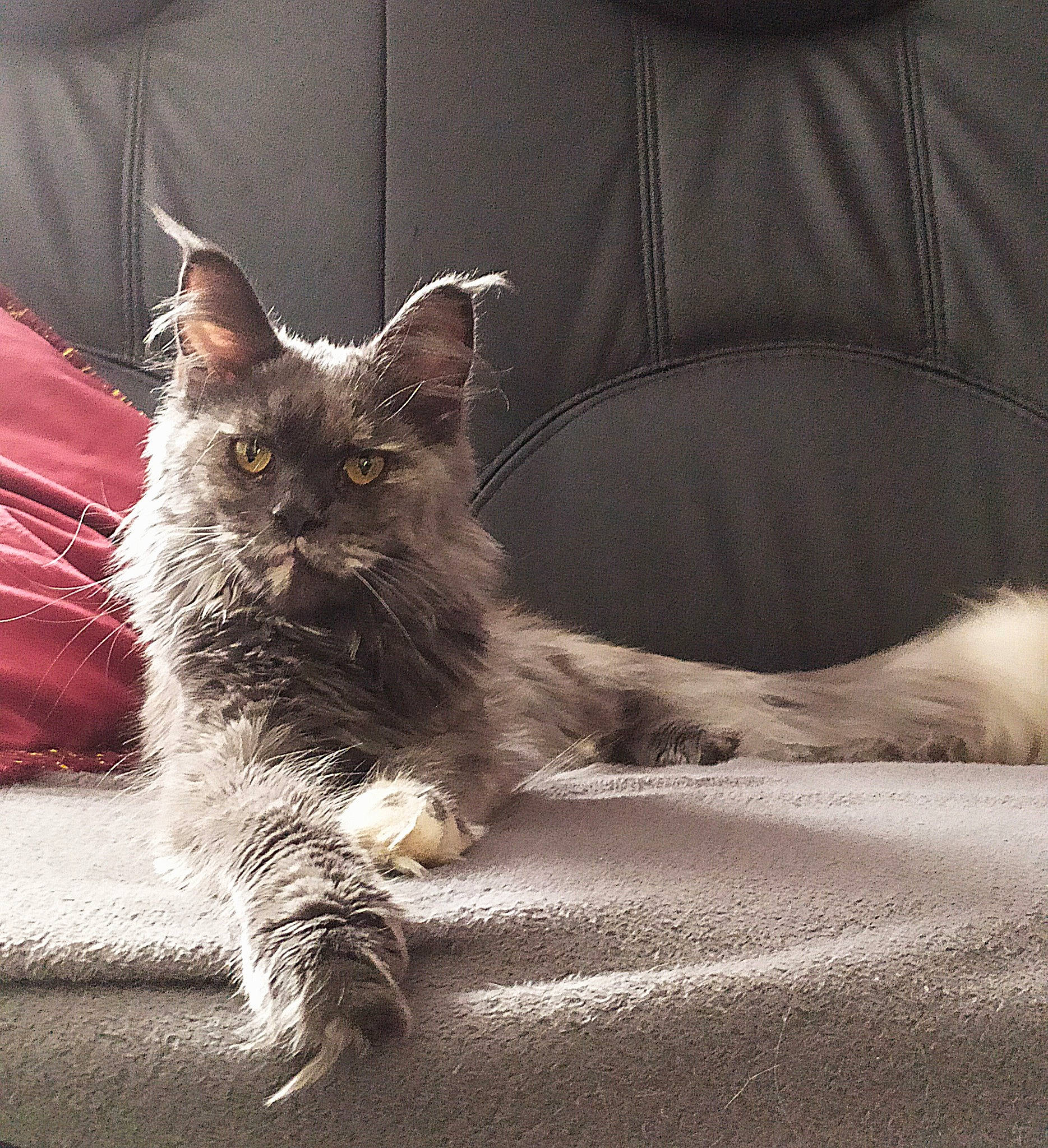 Tasia participe au concours pour gagner de l'argent avec cette photo : black_cat, carnivore, cat, claw, comfort, domestic_short_haired_cat, fawn, felidae, fur, grey, nap, paw, plant, sitting, small_to_medium_sized_cats, snout, tail, terrestrial_animal, whiskers, window