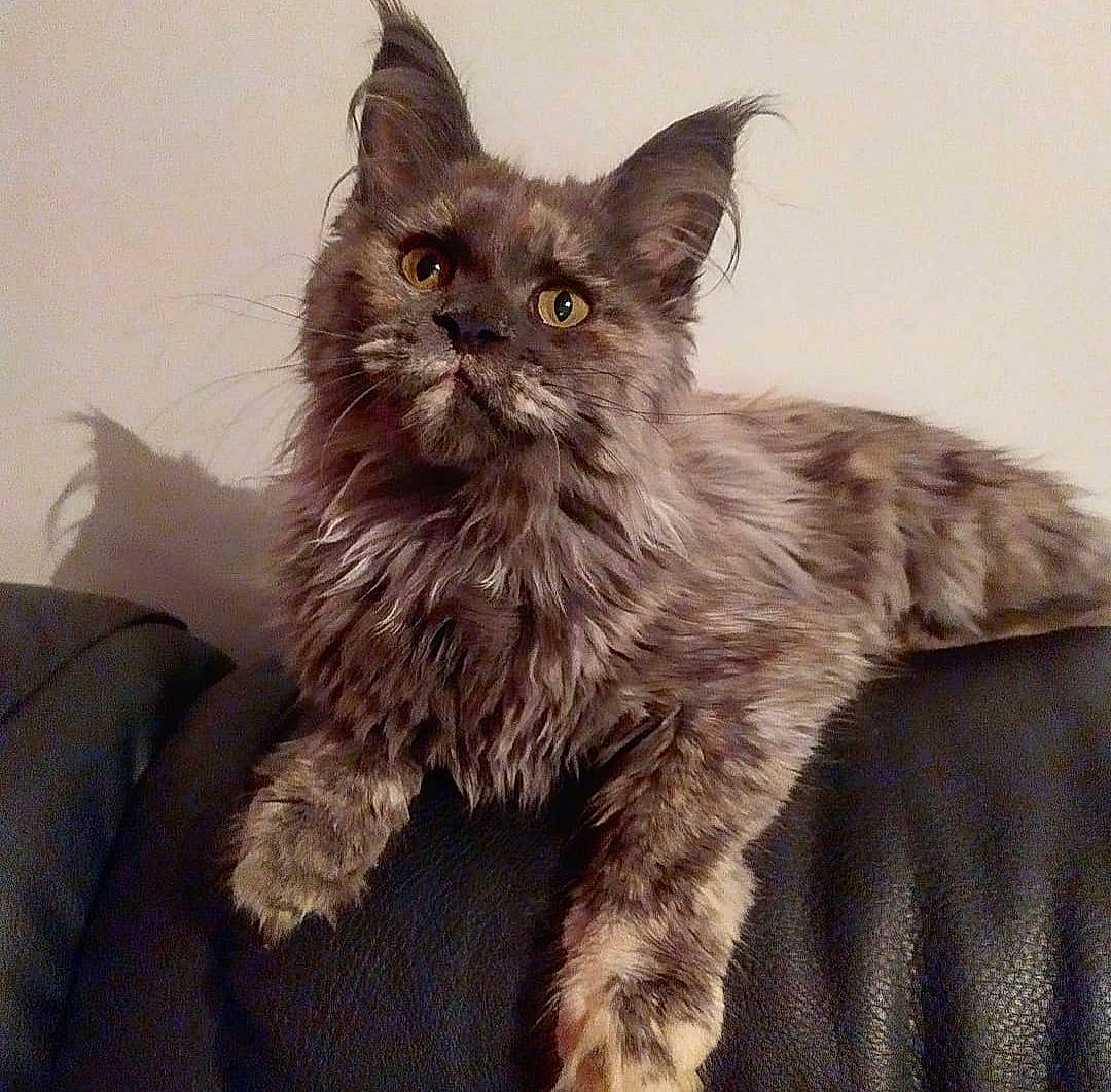 Tasia a rejoint le concours — aidez-le/la à gagner de superbes lots ! black_cat, carnivore, cat, claw, comfort, domestic_short_haired_cat, fawn, felidae, fur, grey, paw, sitting, small_to_medium_sized_cats, snout, tail, terrestrial_animal, whiskers