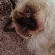 Shouky a rejoint le concours — aidez-le/la à gagner de superbes lots ! cat, blue_eyes, fluffy, fur, whiskers, close_up, pet, indoor, blanket, relaxed, curious, animal, cute, domestic_cat, resting, cozy, soft, texture, face, lying_down