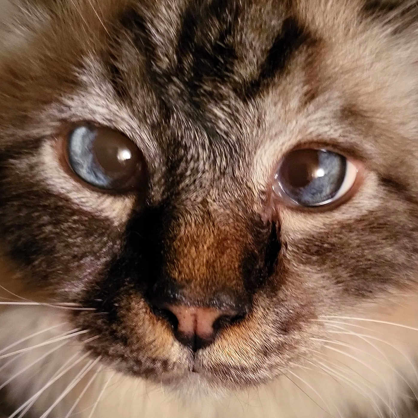 Mister Blue Ice joined the competition — help win amazing prizes! abyssinian, angora, animal, cat, kitten, manx, pet, siamese, snout