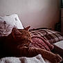 cat, ginger_cat, sleeping, paw, blanket, pillow, indoor, cozy, resting, feline, soft_texture, warm_light, relaxed, fur, home, comfortable, animal, pet, quiet, peaceful