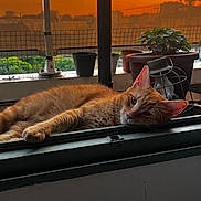 Titou a rejoint le concours — aidez-le/la à gagner de superbes lots ! cat, ginger_cat, windowsill, sunset, orange_sky, potted_plants, lantern, relaxed, animal, pet, urban, fence, outdoor, resting, close_up, cozy, warm_light, evening, window, fur
