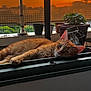 cat, ginger_cat, windowsill, sunset, orange_sky, potted_plants, lantern, relaxed, animal, pet, urban, fence, outdoor, resting, close_up, cozy, warm_light, evening, window, fur