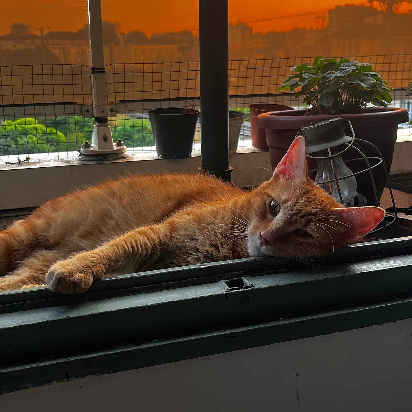 Titou a rejoint le concours — aidez-le/la à gagner de superbes lots ! animal, cat, close_up, cozy, evening, fence, fur, ginger_cat, lantern, orange_sky, outdoor, pet, potted_plants, relaxed, resting, sunset, urban, warm_light, window, windowsill