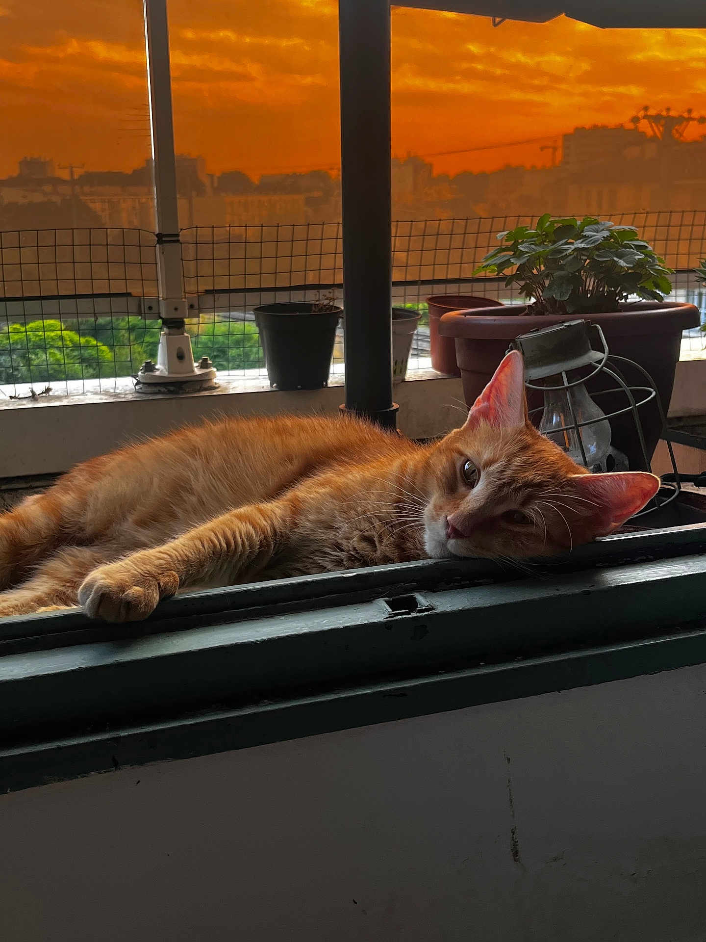 Titou a rejoint le concours — aidez-le/la à gagner de superbes lots ! cat, ginger_cat, windowsill, sunset, orange_sky, potted_plants, lantern, relaxed, animal, pet, urban, fence, outdoor, resting, close_up, cozy, warm_light, evening, window, fur