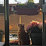 Titou a rejoint le concours — aidez-le/la à gagner de superbes lots ! cat, ginger_cat, flower_pot, balcony, plants, sunlight, outdoor, pet, nature, window, flowers, feline, animal, garden, leaves, sky, afternoon, domestic_cat, peaceful, relaxing