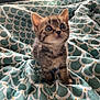 kitten, cat, tabby, pet, animal, cute, fur, whiskers, small, curious, eyes, indoors, blanket, pattern, teal, white, soft_light, furniture, cozy, young