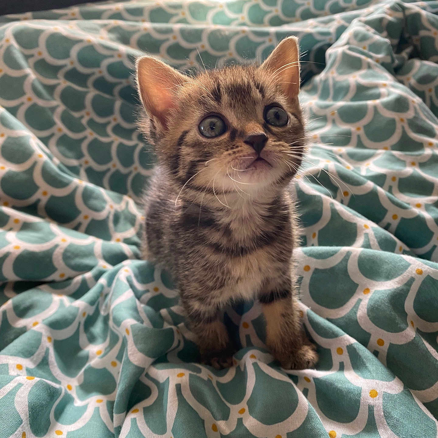 Nala a rejoint le concours — aidez-le/la à gagner de superbes lots ! animal, blanket, cat, cozy, curious, cute, eyes, fur, furniture, indoors, kitten, pattern, pet, small, soft_light, tabby, teal, whiskers, white, young