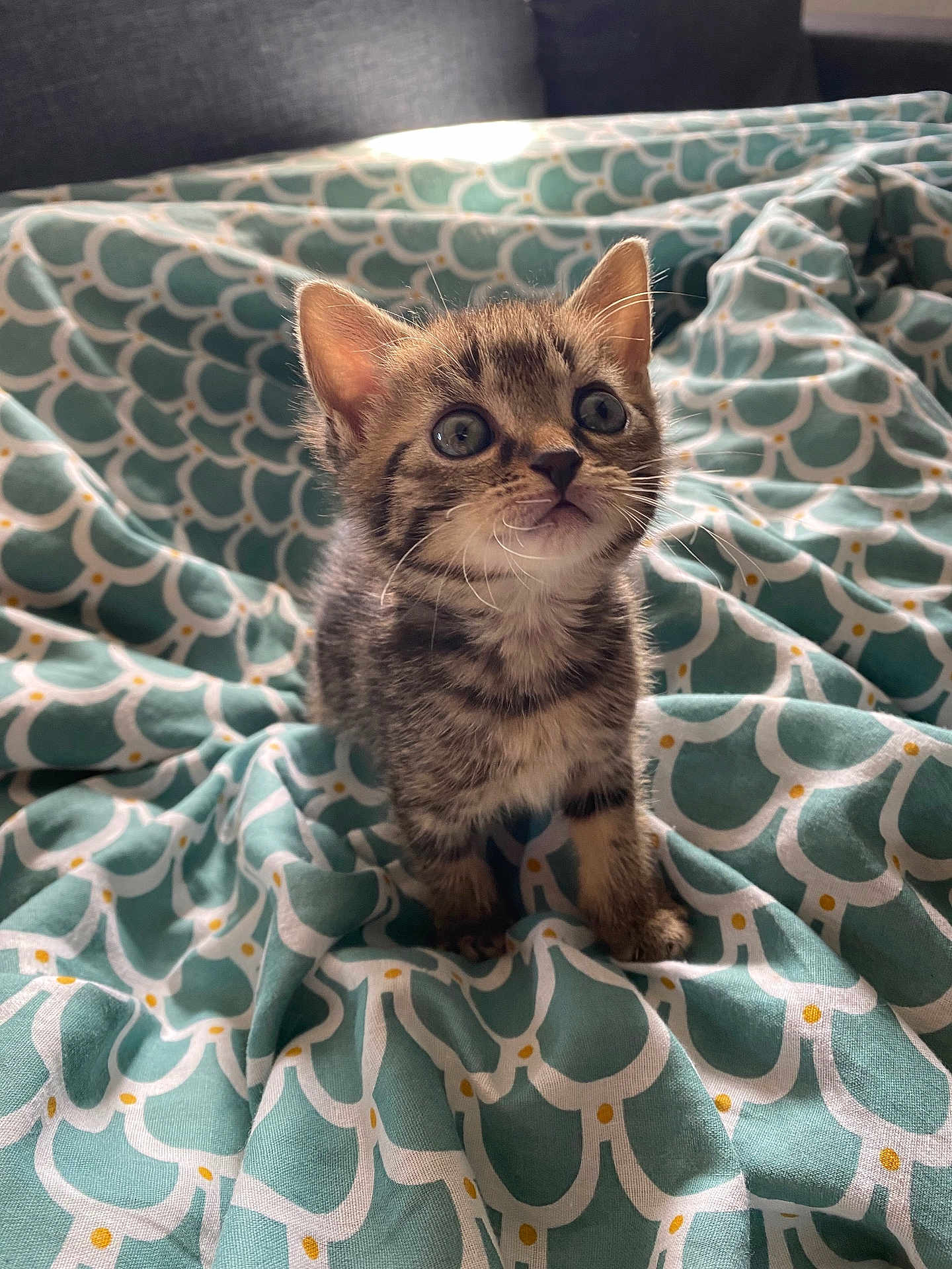 Nala