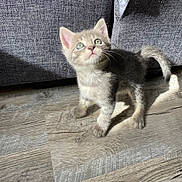 Volcan participe au concours pour gagner de l'argent avec cette photo : kitten, cat, gray_cat, blue_eyes, curious, indoor, wooden_floor, sunlight, shadow, couch, furniture, pet, young_cat, fluffy, small, cute, domestic_cat, whiskers, tail, looking_up