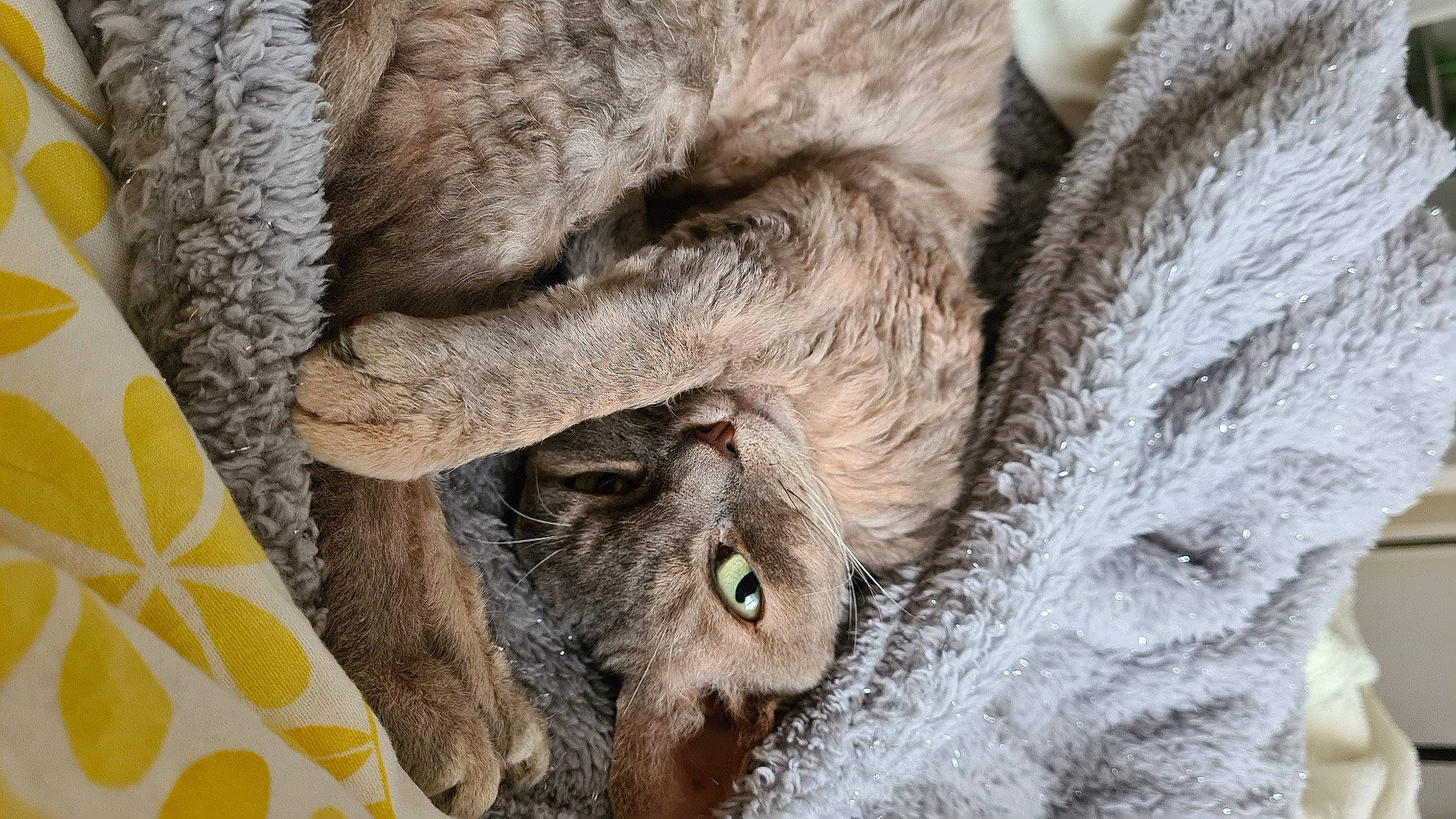 Noisette participe au concours pour gagner de l'argent avec cette photo : bird_of_prey, claw, close_up, domestic_short_haired_cat, fawn, feather, felidae, fur, grey, owl, screech_owl, small_to_medium_sized_cats, snout, tail, terrestrial_animal, whiskers, wildlife, wood, working_animal, wrinkle