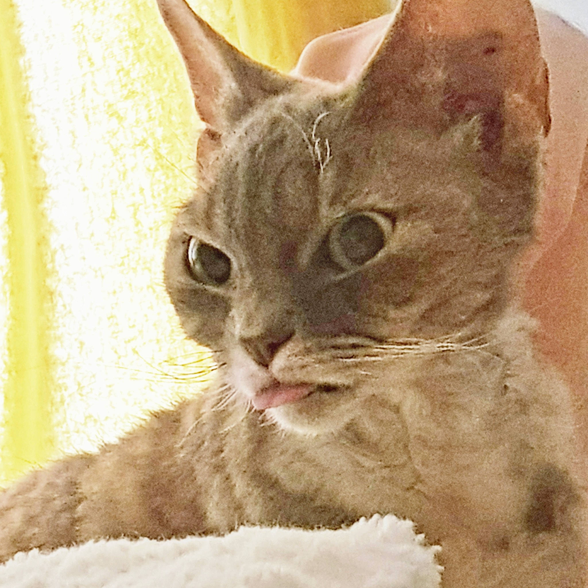 Noisette participe au concours pour gagner de l'argent avec cette photo : carnivore, cat, cat_supply, domestic_short_haired_cat, ear, eye, fawn, felidae, fur, paw, photo_caption, small_to_medium_sized_cats, snout, terrestrial_animal, whiskers, window