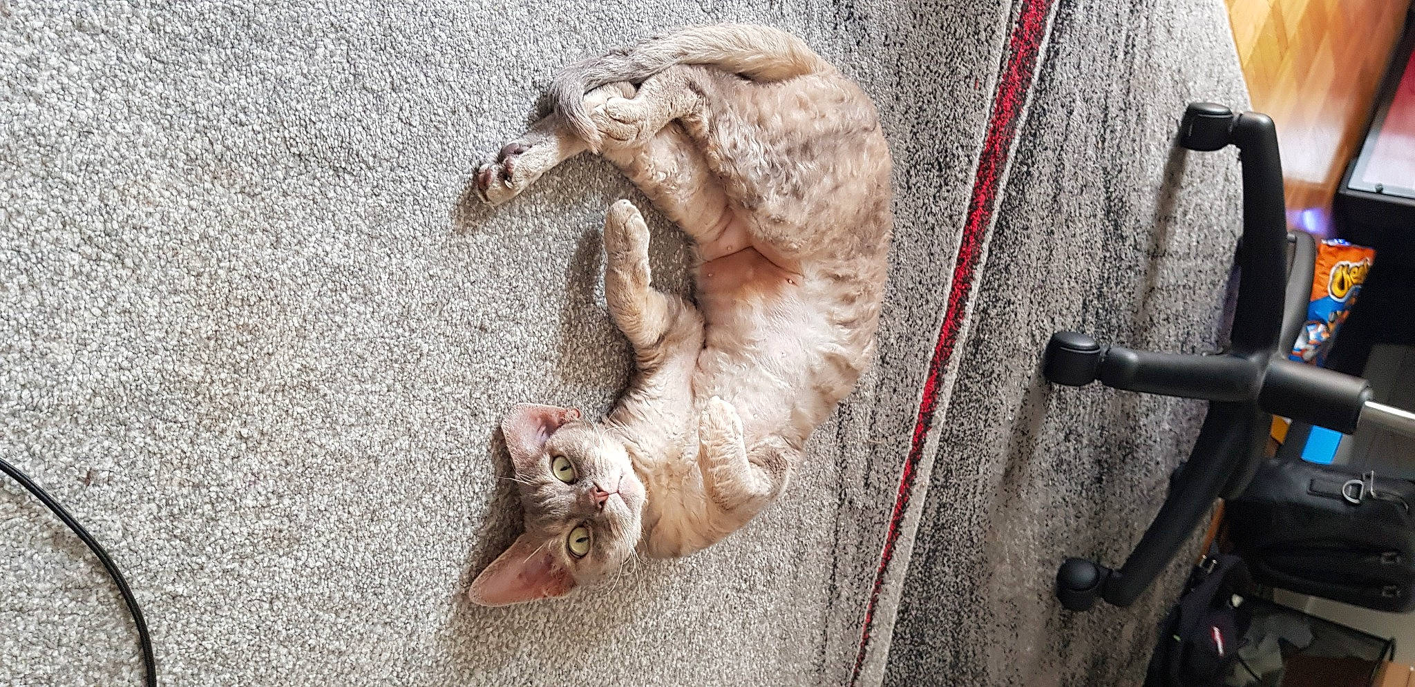 Noisette participe au concours pour gagner de l'argent avec cette photo : automotive_tire, carnivore, cat, claw, domestic_short_haired_cat, fawn, felidae, fur, grey, paw, road_surface, sidewalk, small_to_medium_sized_cats, snout, sporting_group, street, tail, whiskers, window, wood