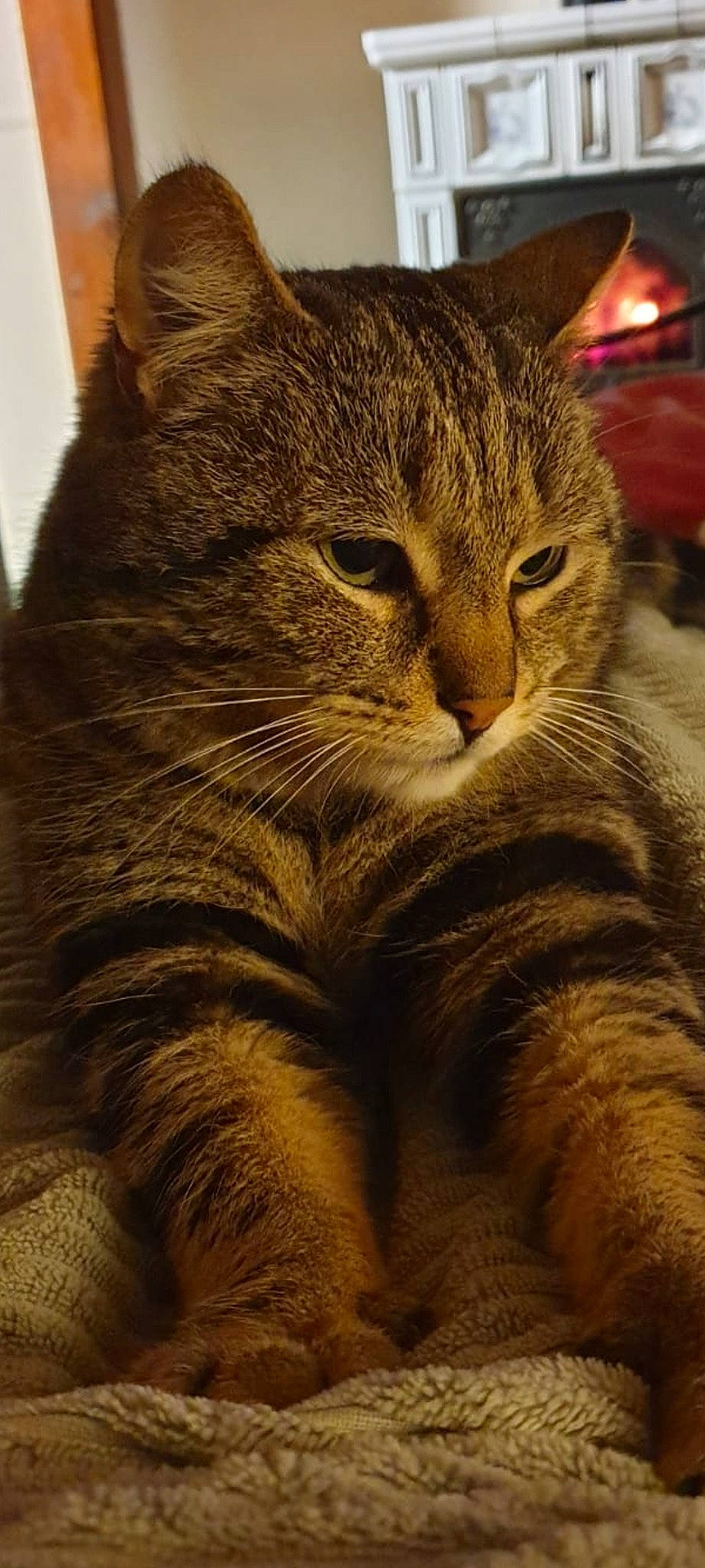 Grisha a rejoint le concours — aidez-le/la à gagner de superbes lots ! carnivore, cat, claw, comfort, domestic_short_haired_cat, fawn, felidae, fur, paw, sitting, small_to_medium_sized_cats, snout, tail, terrestrial_animal, whiskers, wildlife, wood