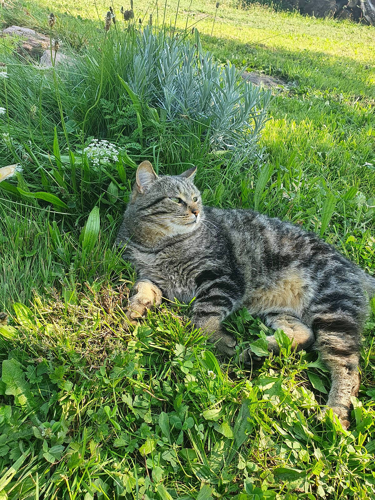 Grisha participe au concours pour gagner de l'argent avec cette photo : botany, carnivore, cat, domestic_short_haired_cat, fawn, felidae, fur, grass, grass_family, grassland, groundcover, lawn, plant, plant_community, shrub, small_to_medium_sized_cats, snout, tail, terrestrial_animal, whiskers