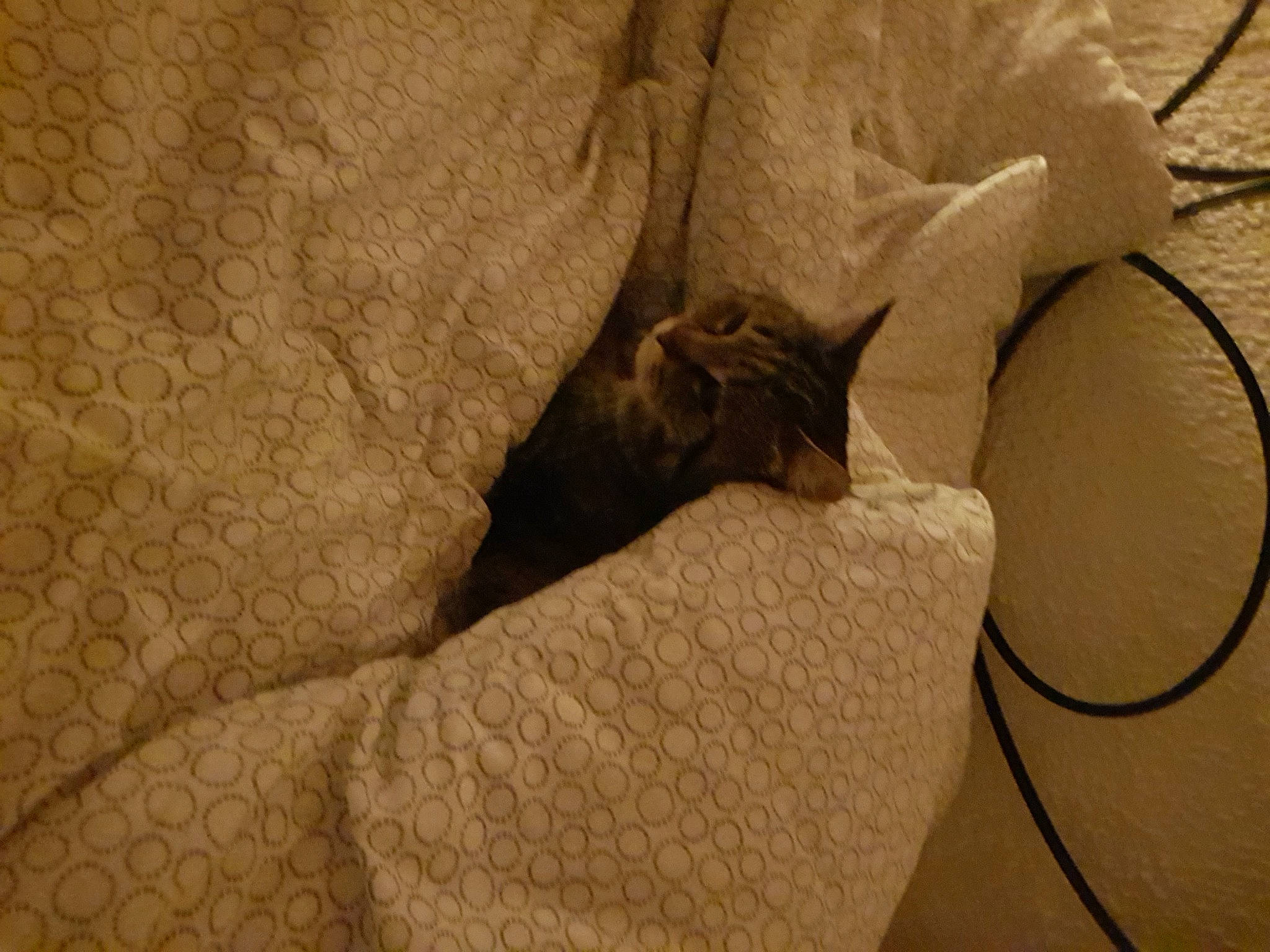 Grisha a rejoint le concours — aidez-le/la à gagner de superbes lots ! bedding, beige, carnivore, cat, comfort, domestic_short_haired_cat, fawn, felidae, flooring, fur, grey, linens, rock, sand, small_to_medium_sized_cats, tail, terrestrial_animal, tints_and_shades, whiskers, wood