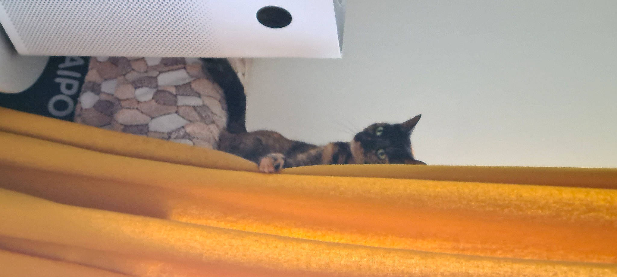 Aiza participe au concours pour gagner de l'argent avec cette photo : bed, black_cat, bombay, carnivore, cat, cat_bed, cat_supply, comfort, domestic_short_haired_cat, felidae, fur, grey, hardwood, linens, room, small_to_medium_sized_cats, tail, vertebrate, whiskers, wood